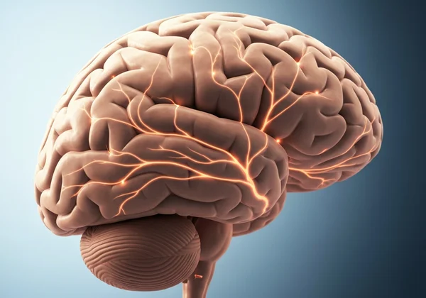 Brain rewiring, showing neural pathways connecting